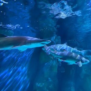 Meet your Posher, Mason